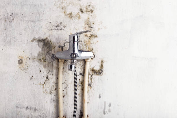 Best Insurance-Related Mold Remediation in Rich Hill, MO