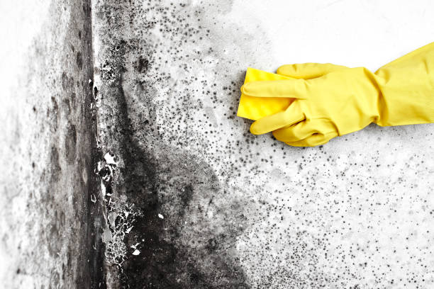 Best Black Mold Remediation in Rich Hill, MO