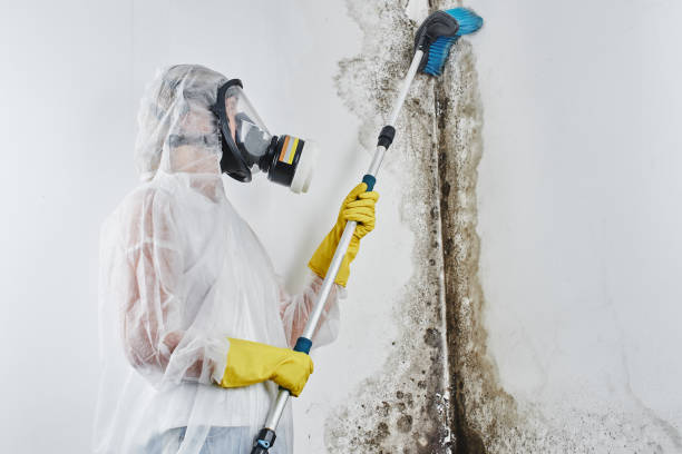 Best Localized Mold Remediation (e.g., coastal areas, humid climates) in Rich Hill, MO