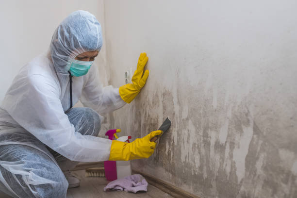 Best Residential Mold Remediation in Rich Hill, MO