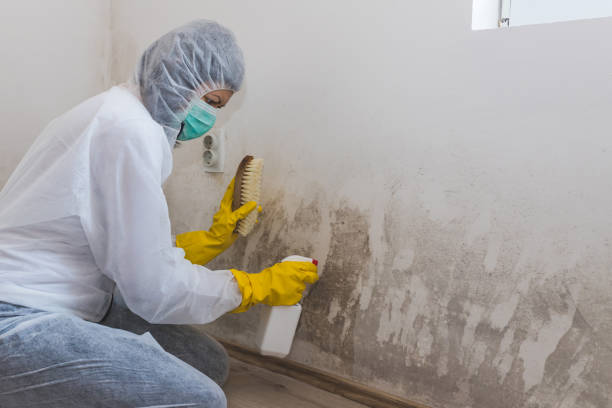 Best Attic Mold Remediation in Rich Hill, MO