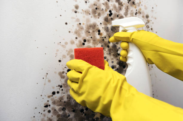 Rich Hill, MO Mold Remediation Company