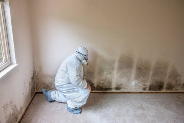 Best Health and Safety Mold Remediation in Rich Hill, MO